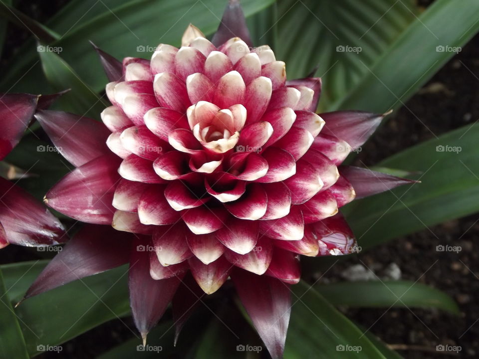 Tropical Flower