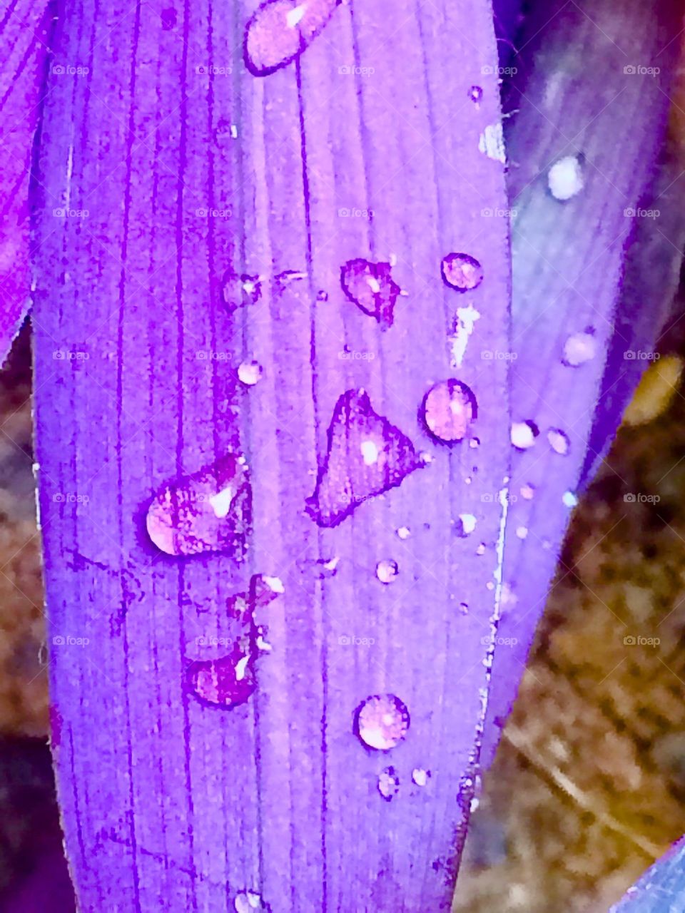 Winter drops on leafs