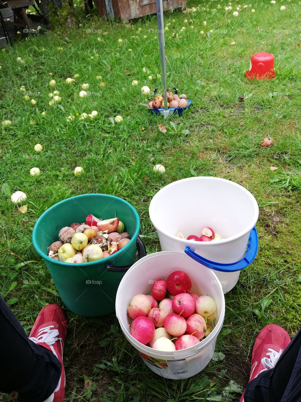 The apples are matured. Many of them have fallen to the grass. Three buckets, in one whole fresh apples, in another cut pieces and in third spoiled ones to throw away. A dustpan and a bowl upside down.