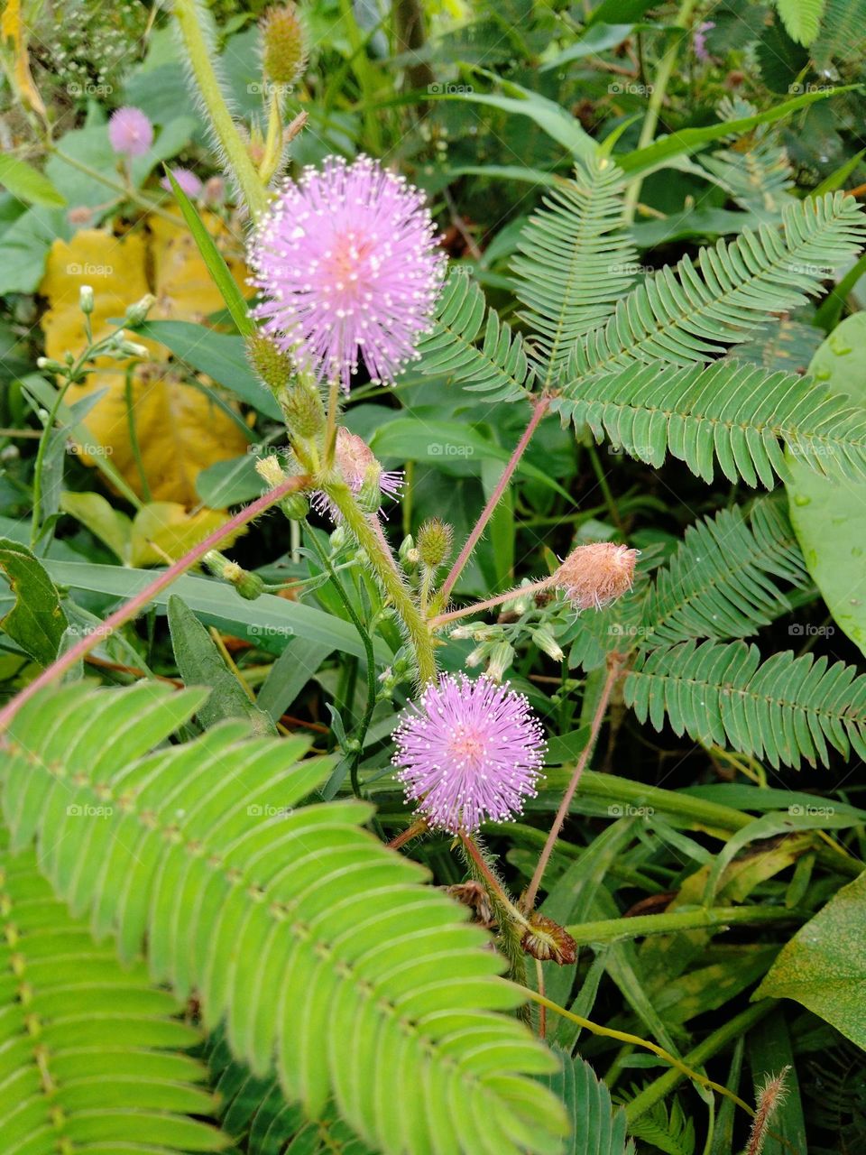 I am student please support me.