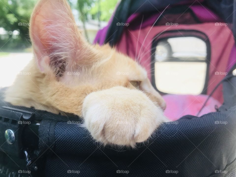 Darling orange tabby cat thoroughly enjoying a beautiful afternoon in his stroller!! 