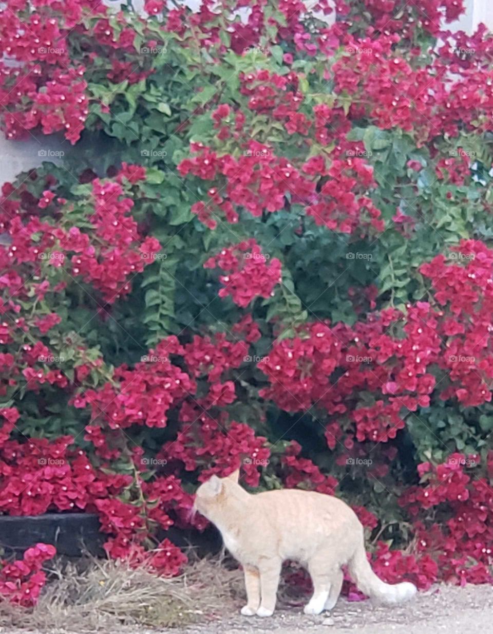 sometimes we must stop to smell the flowers