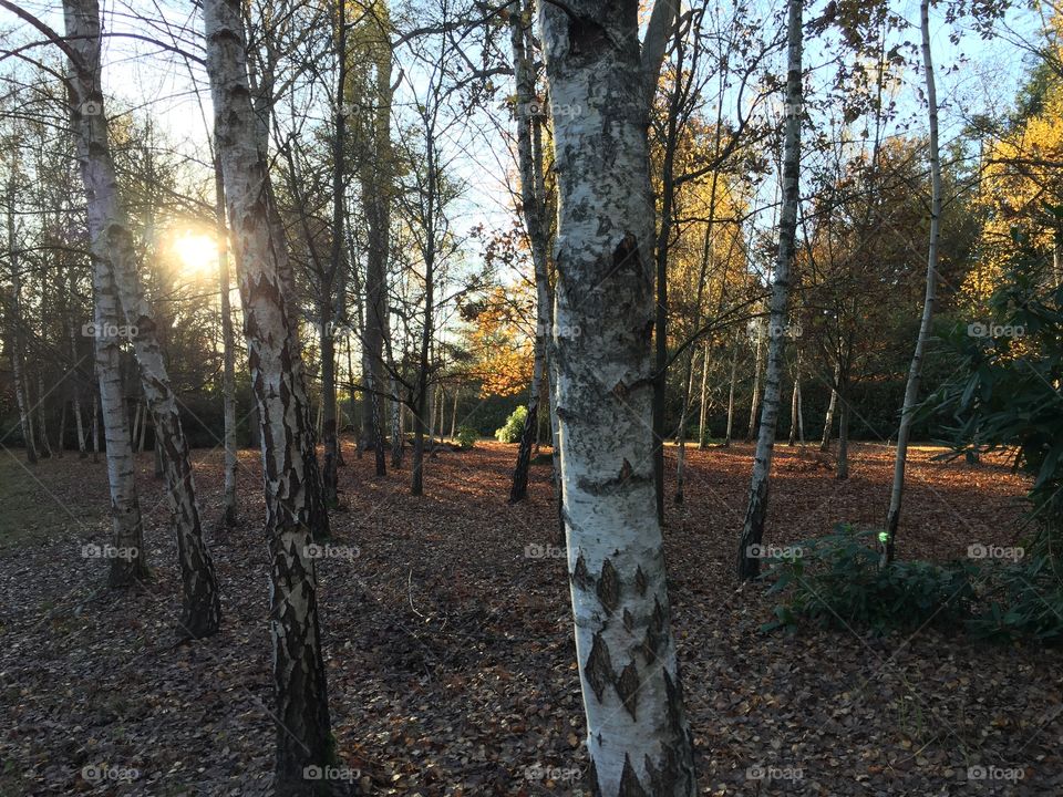 The woods in England