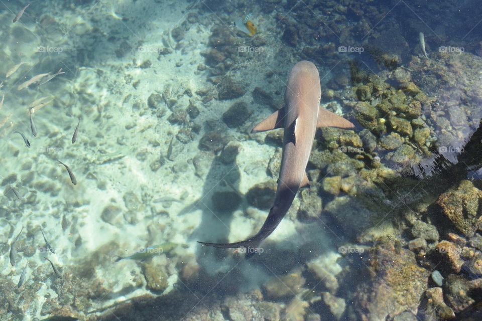 Underwater view of shark with fishes