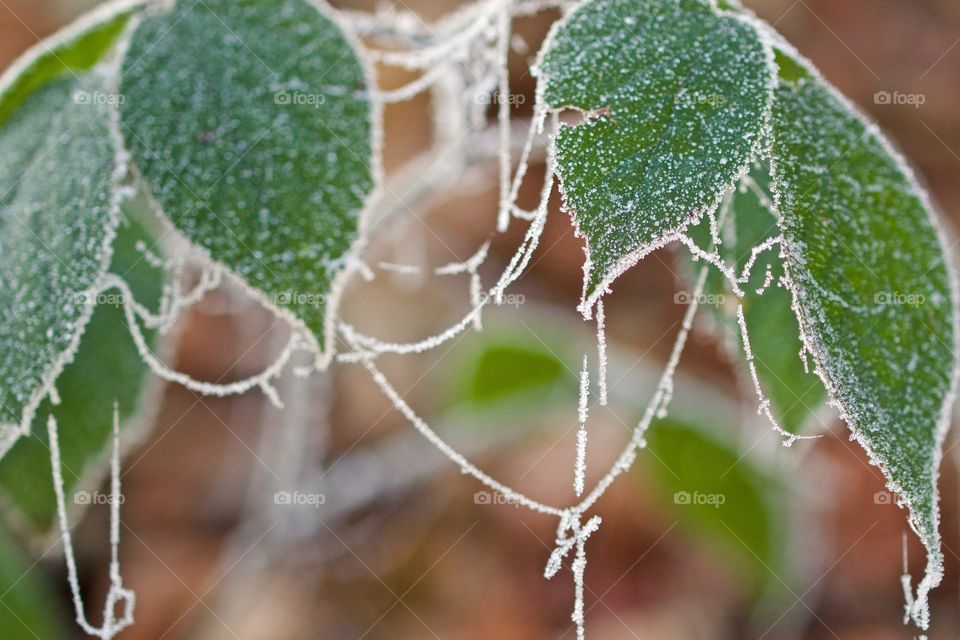 Frozen cobweb on plant leaves