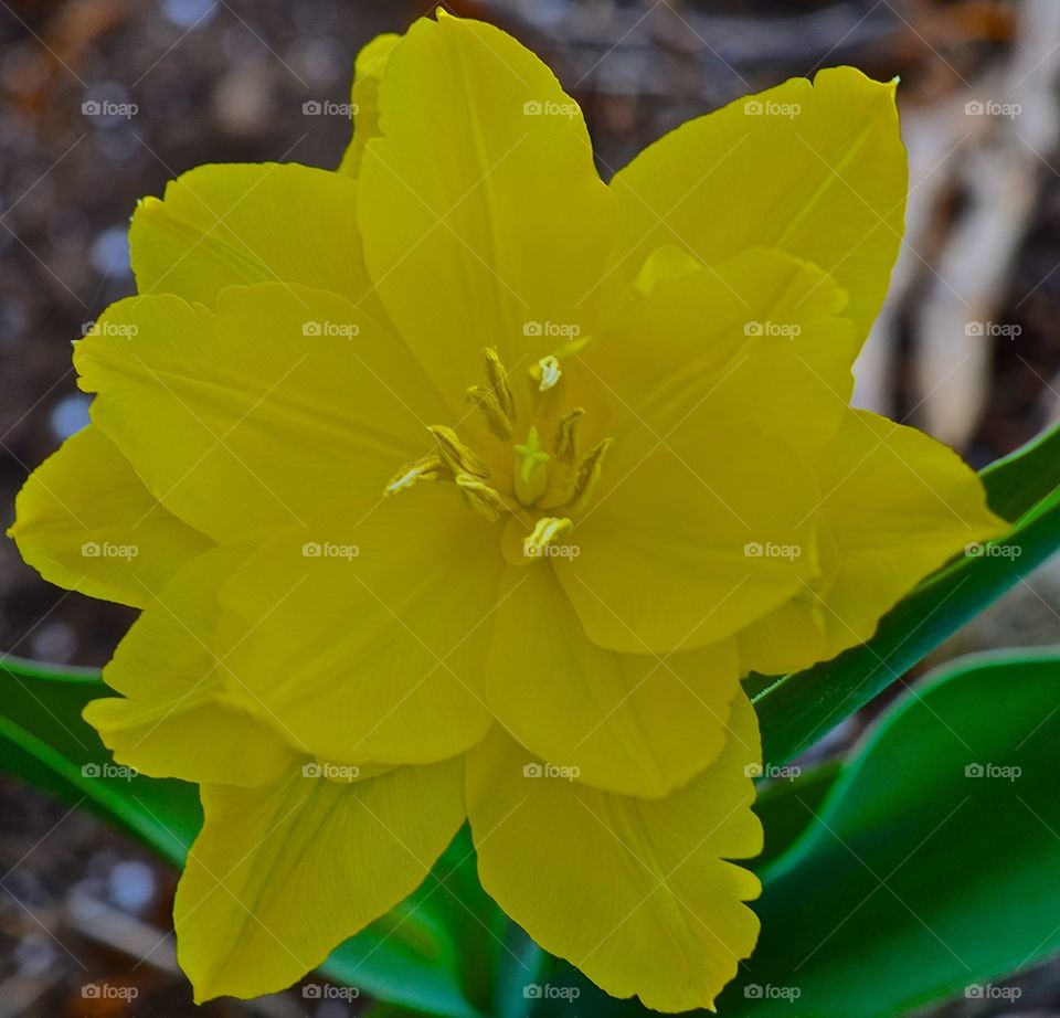 Yellow flower. Yellow flower