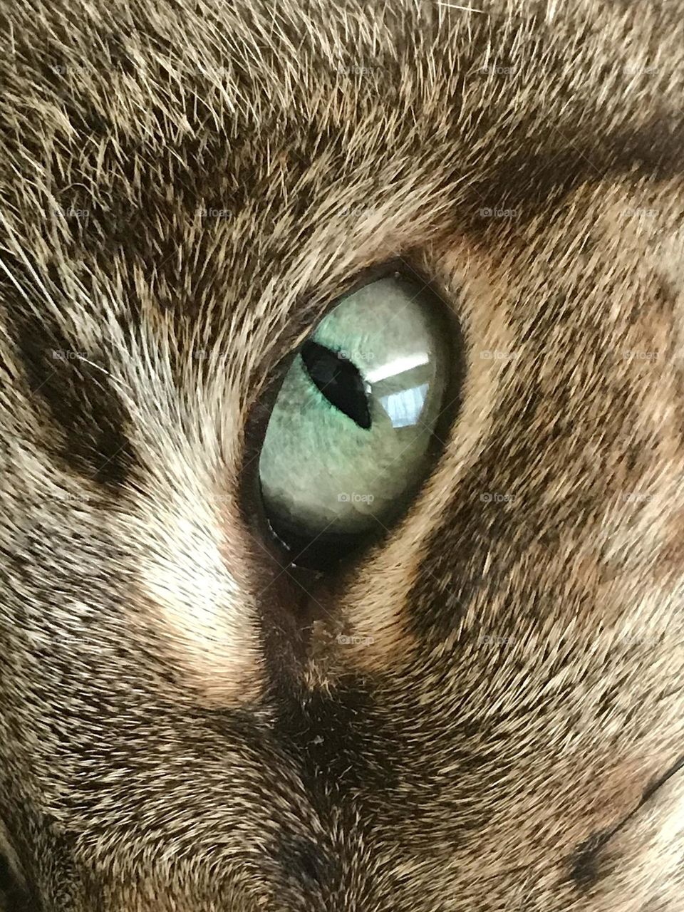 Close up of a beautiful brown tabby cat