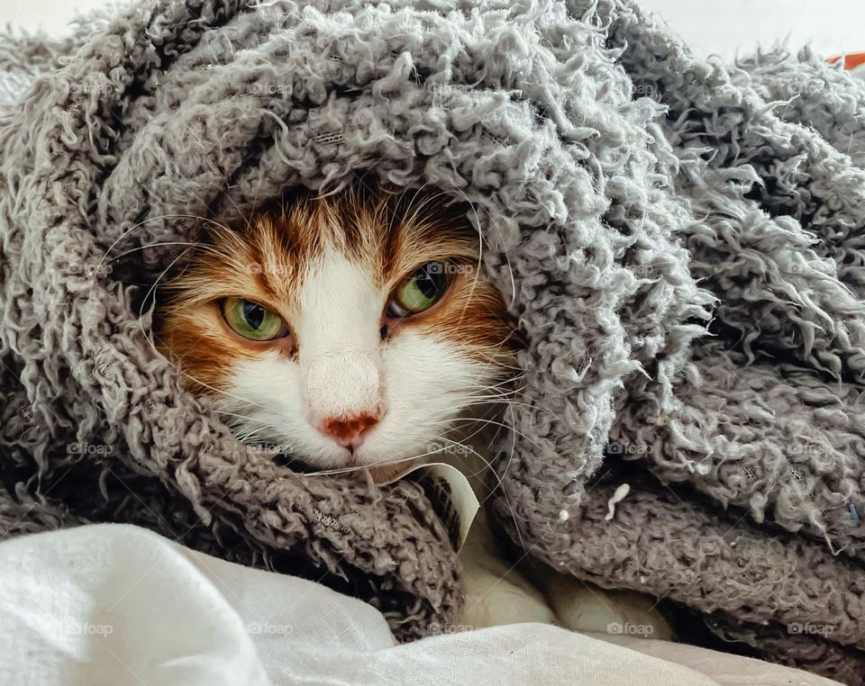 Orange and white cat wrapped in a gray blanket 