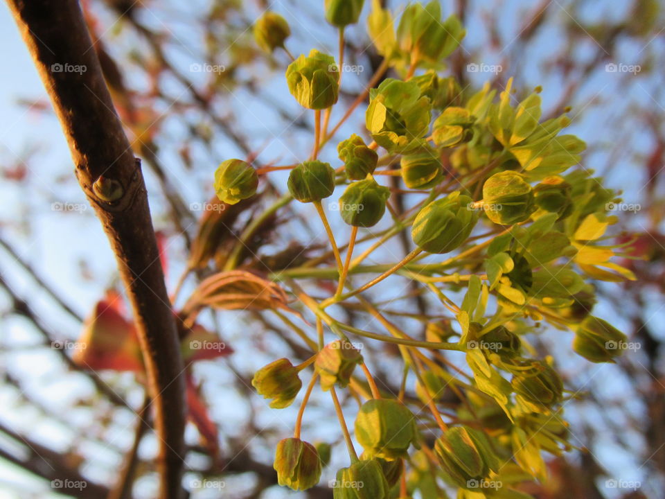 maple blooms in spring