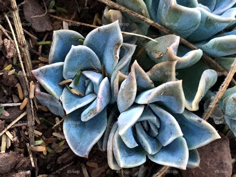 Succulent