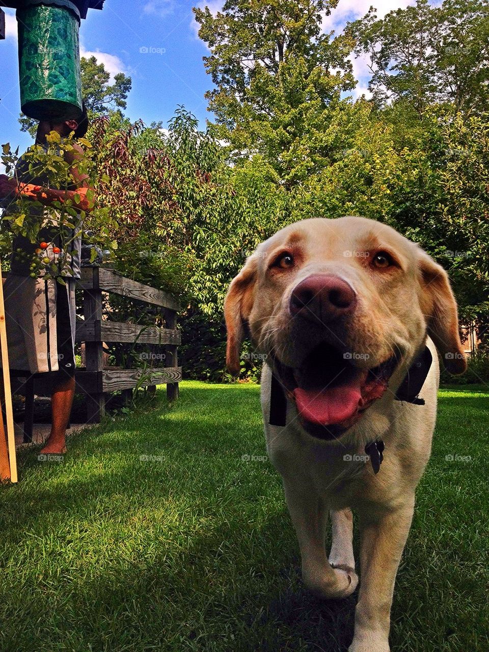 Yellow Lab