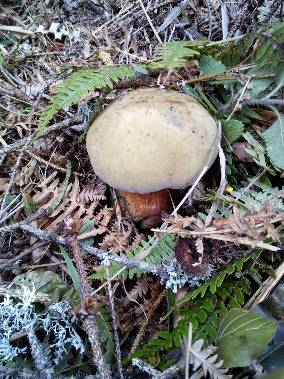 Mushrooms of the Black Forest