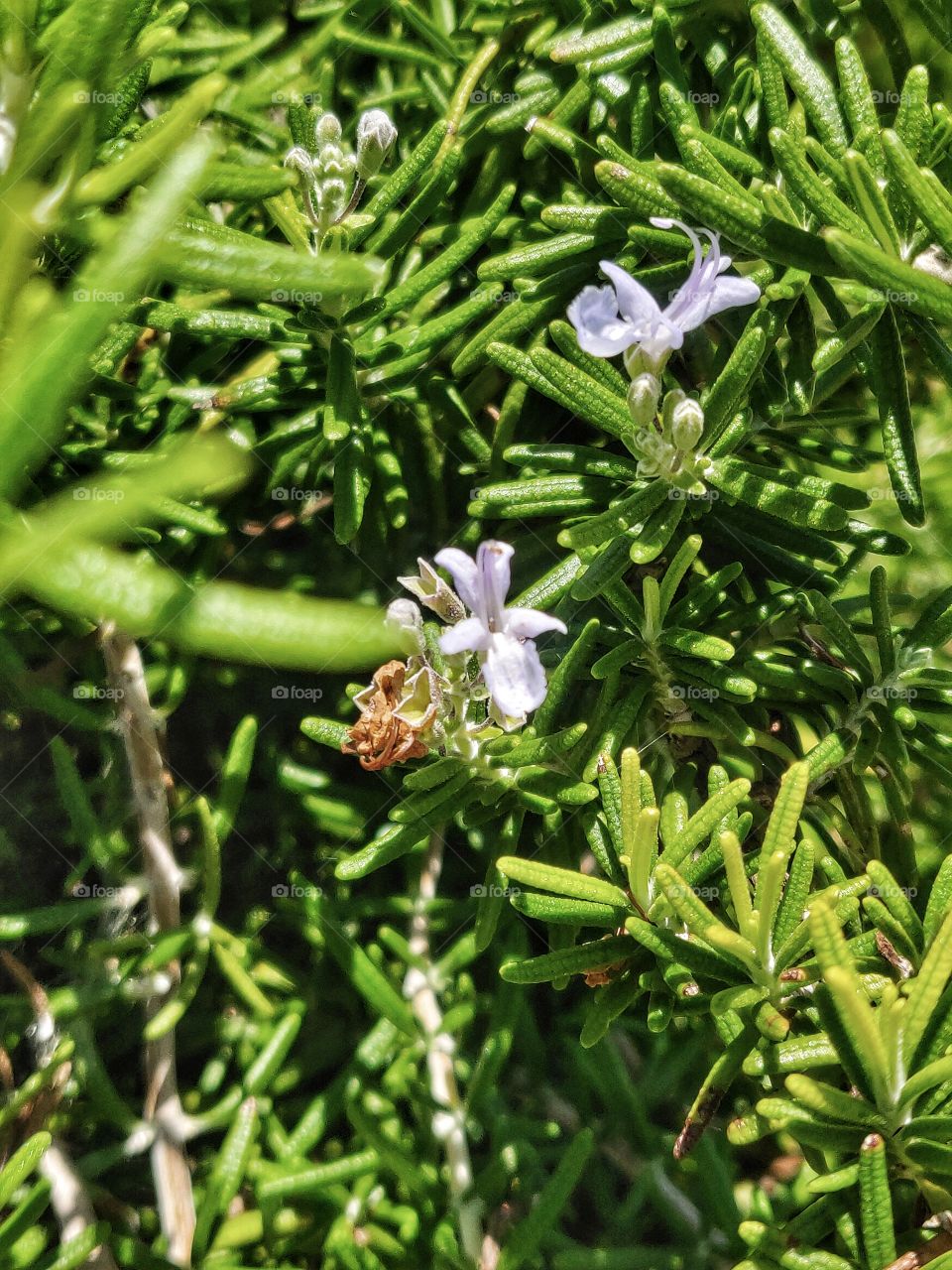 Rosemary Flower