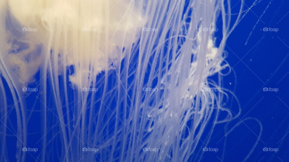 jellyfish strands