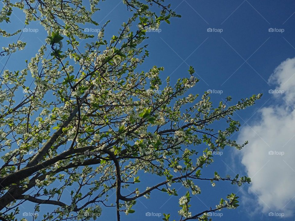 Spring is a wonderful time of the year! Everything blooms again, comes to life, and it's adorably! Nature is incredible 💚