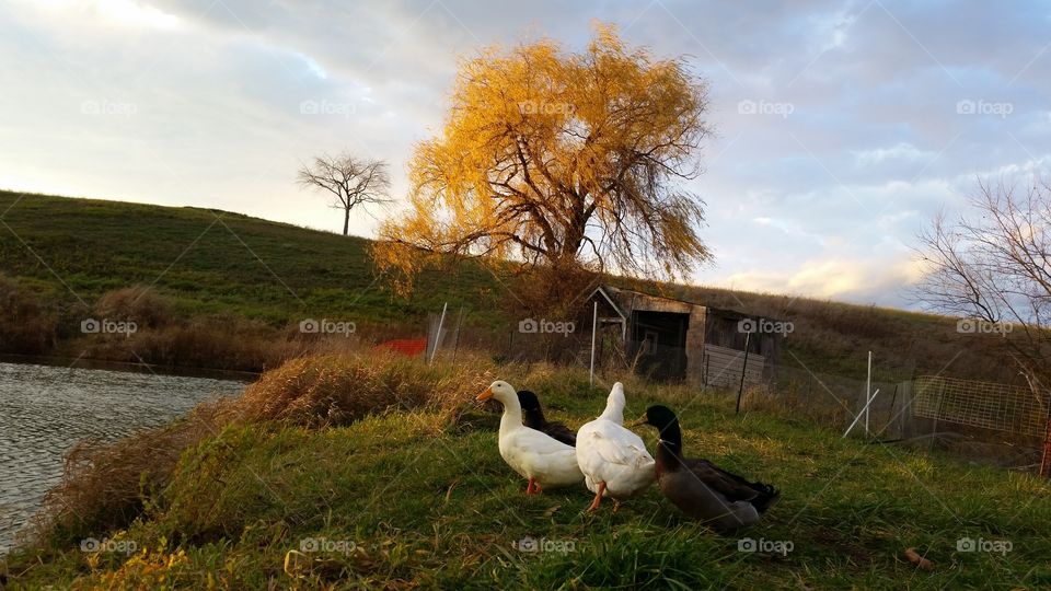 duck, duck, goose. the ducks and goose heading to the water