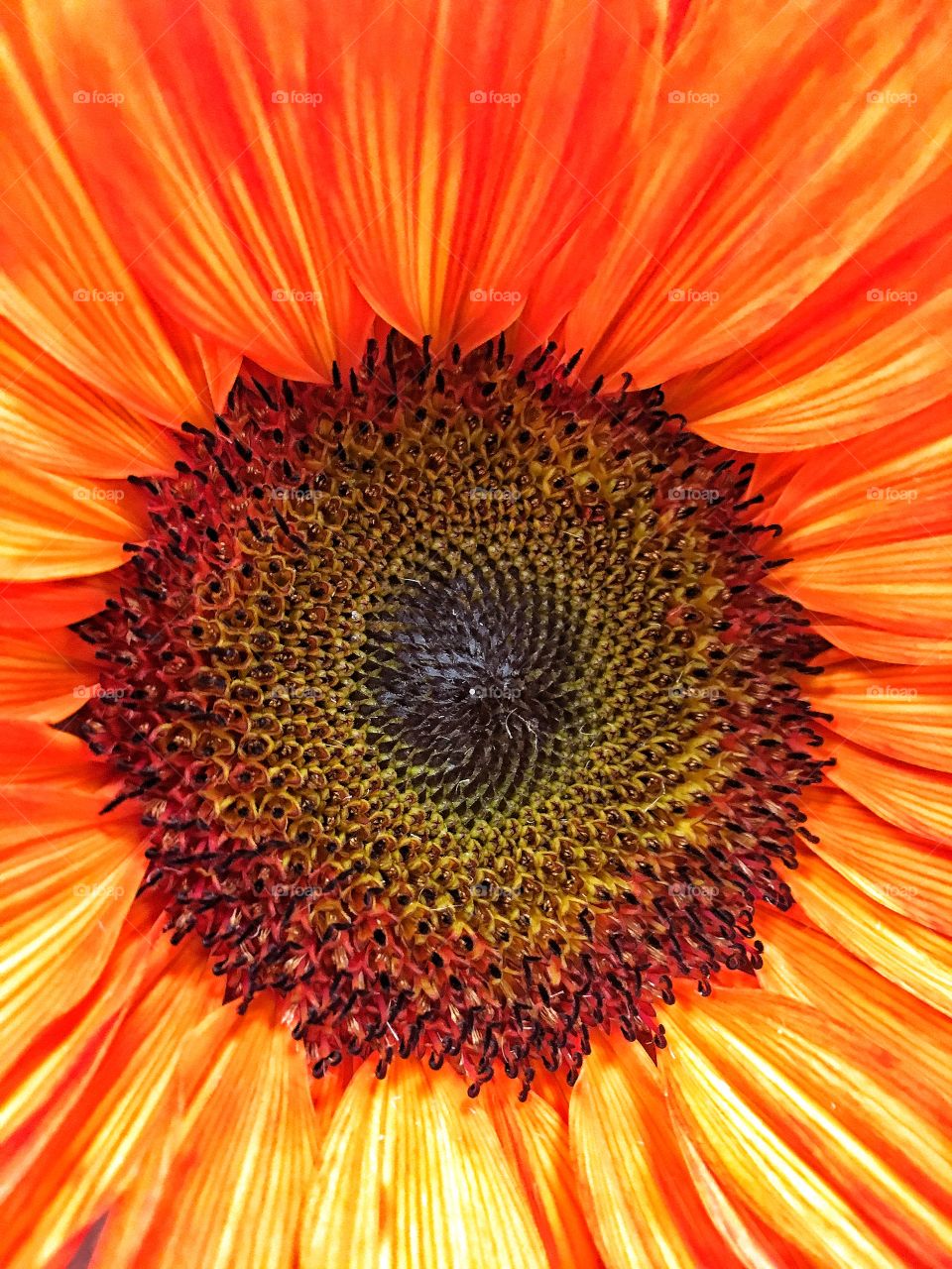 Closeup orange sunflower 