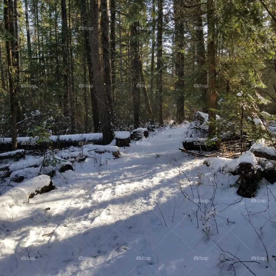 snowshoeing and nordic skiiing trail thru a forest
