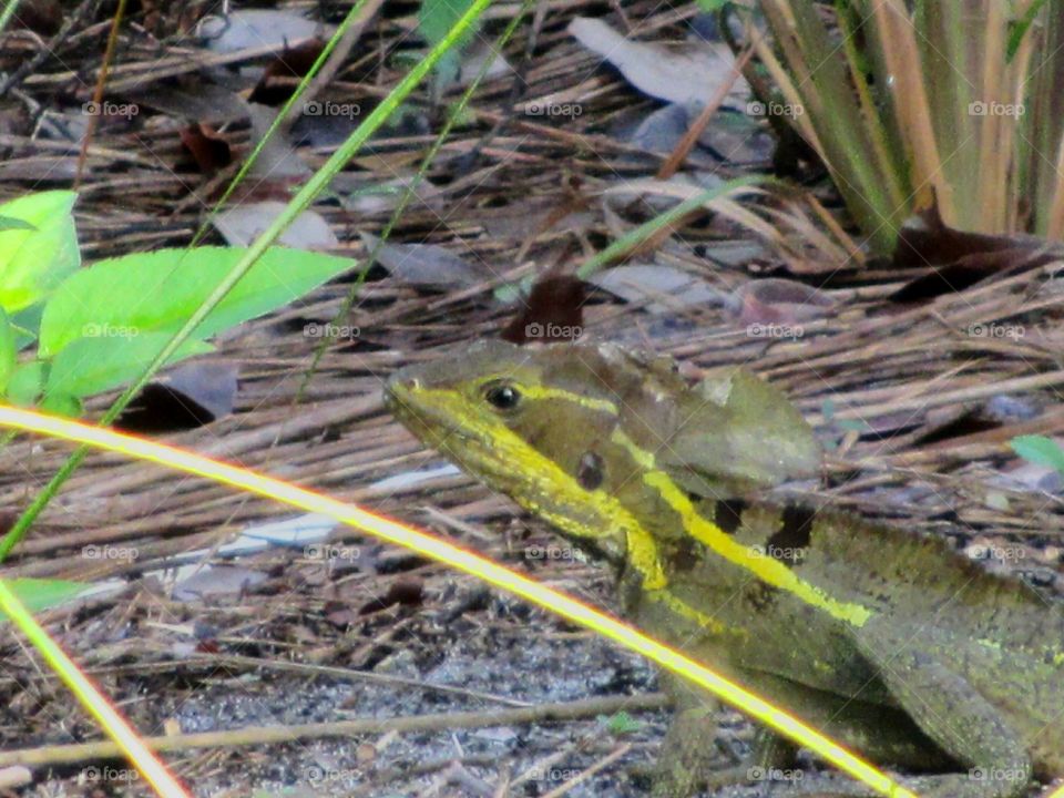 Striped Brown Basilisk Lizard. Striped or Brown Basilisk Lizard non-native species found in Florida