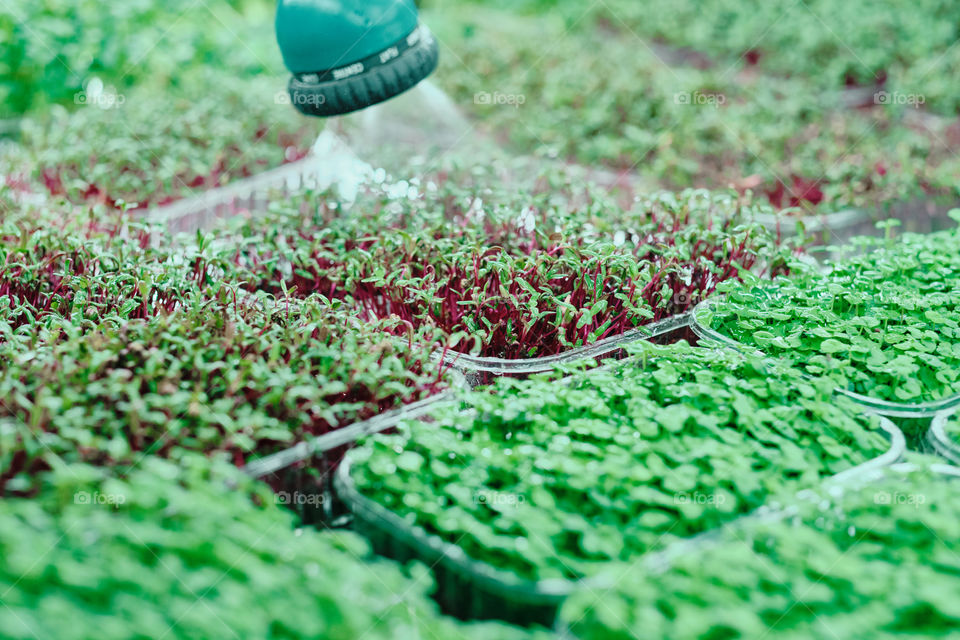 Watering greenery 