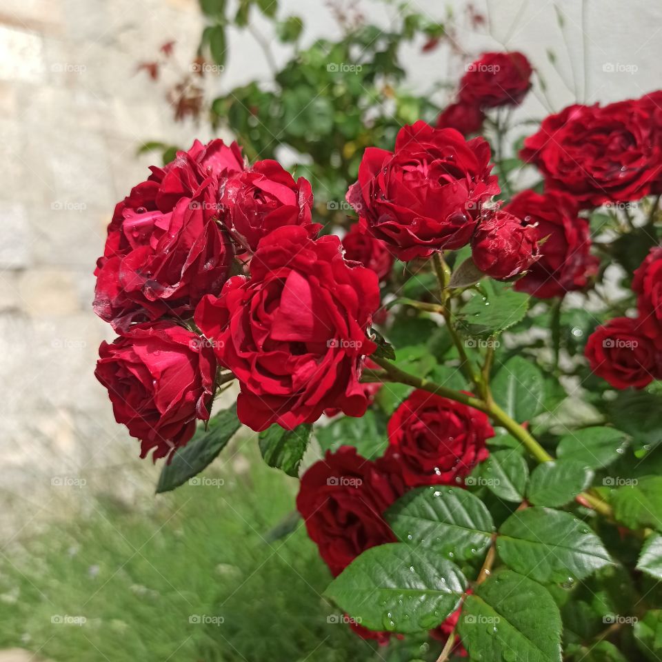 Red Roses