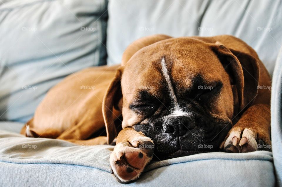 Close up boxer breed dog sleeping peacefully