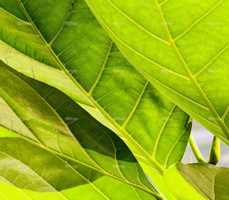 Leaves