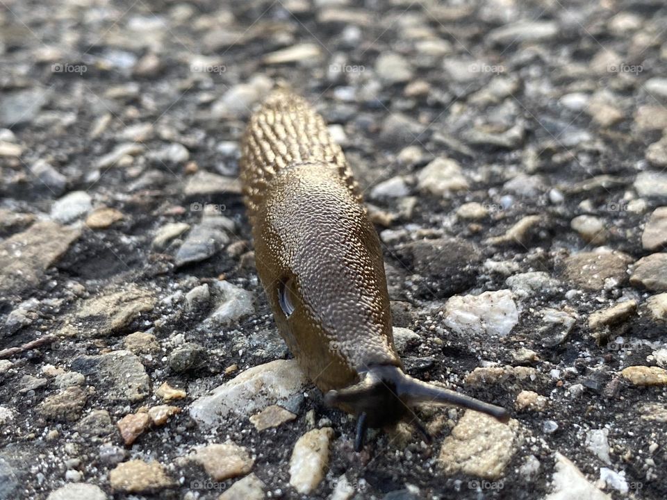 A slug taking it’s time to move around🐌