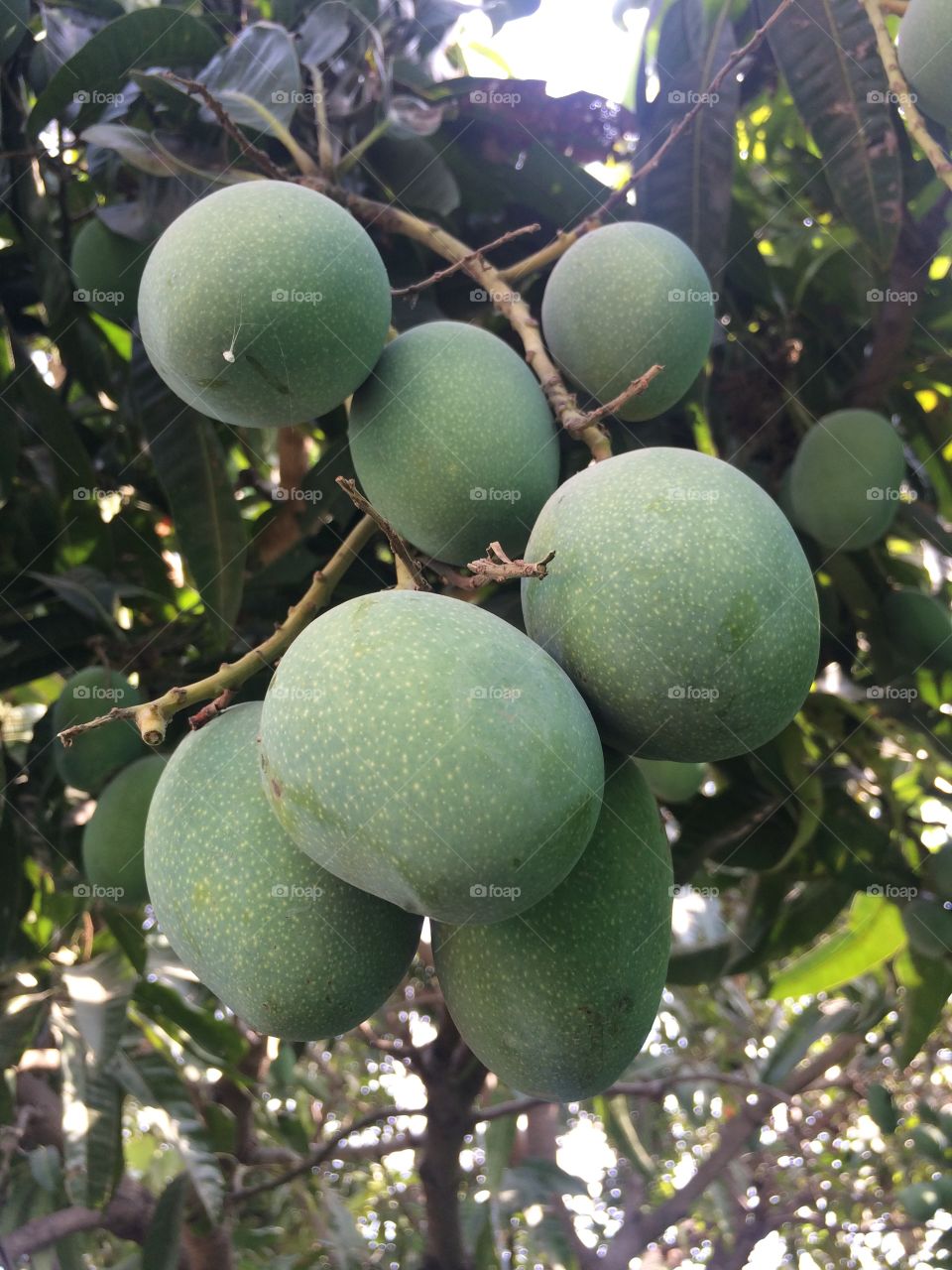 Beautiful and tasty mango in tree 