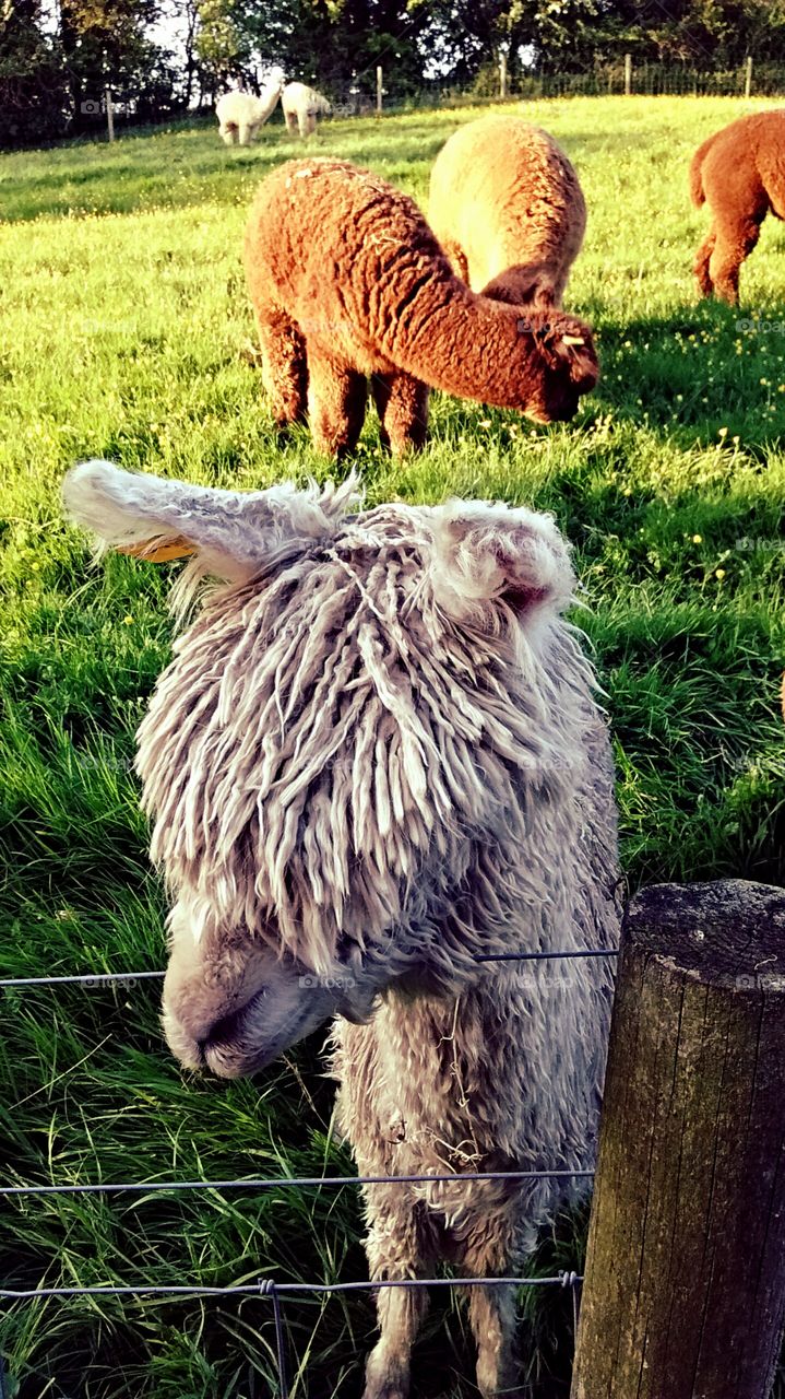 alpaca. white scruffy alpaca resting by fence