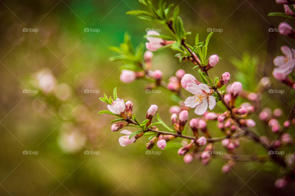 Close-up of flowers