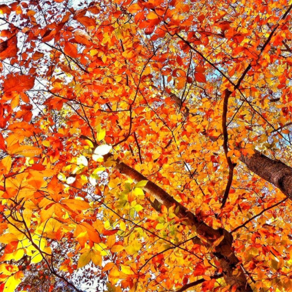Autumnal walkabout. Kent, CT