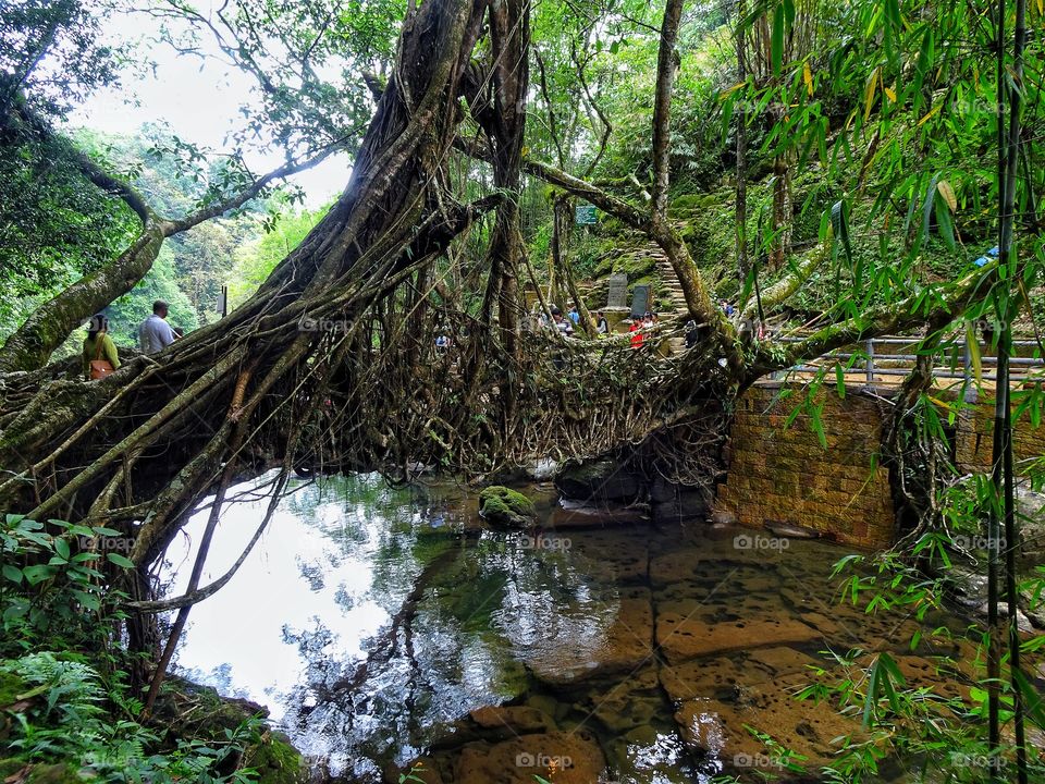 Living root bridges are a form of tree shapingcommon in the southern part of the Northeast Indianstate of Meghalaya. They are handmade from the aerial roots of rubber fig trees (Ficus elastica)