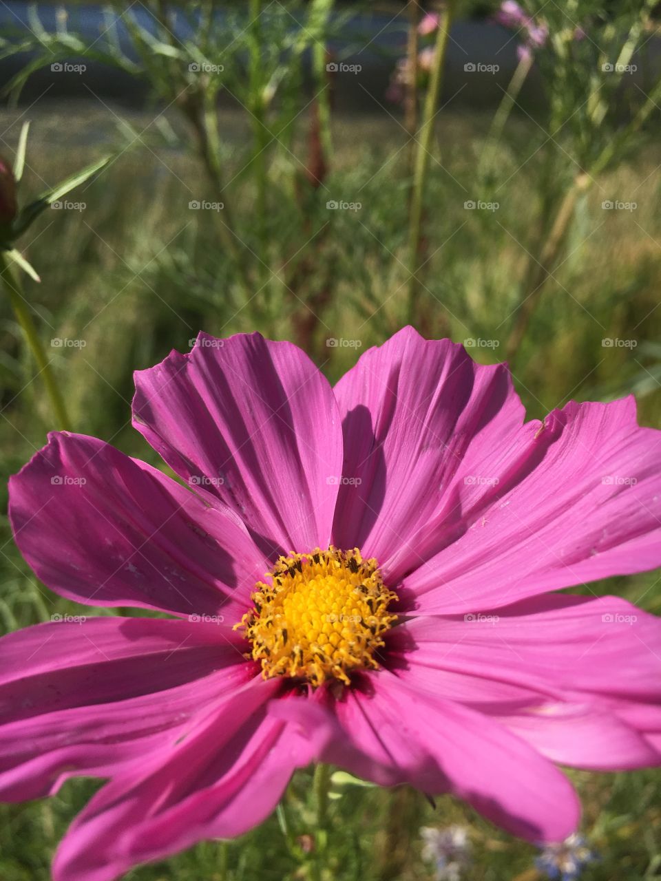Another close up of my purple flower 