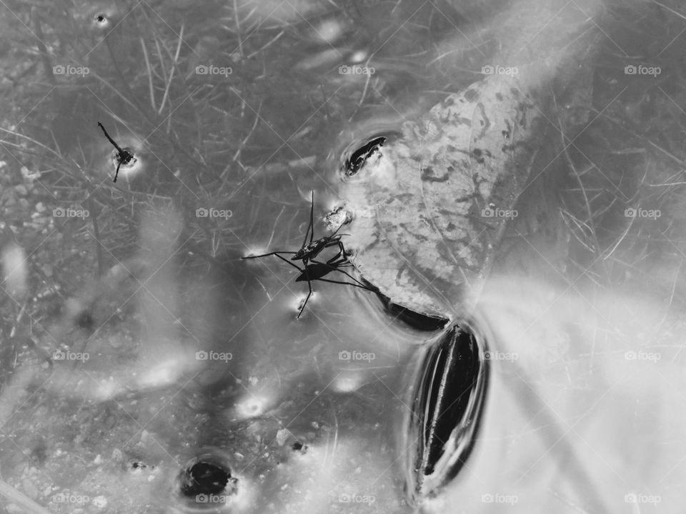 Black and white with a water bug