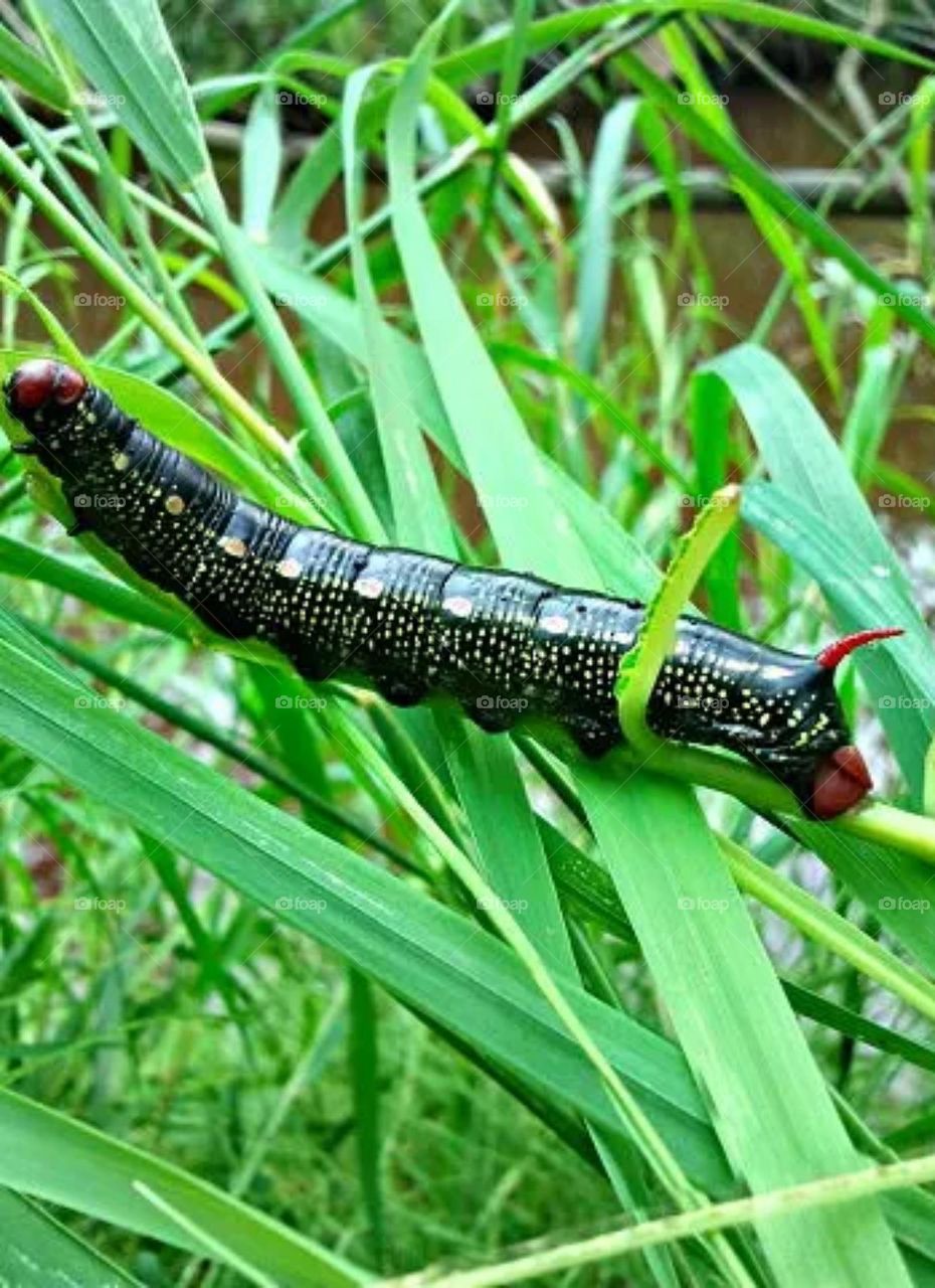 Немного природы