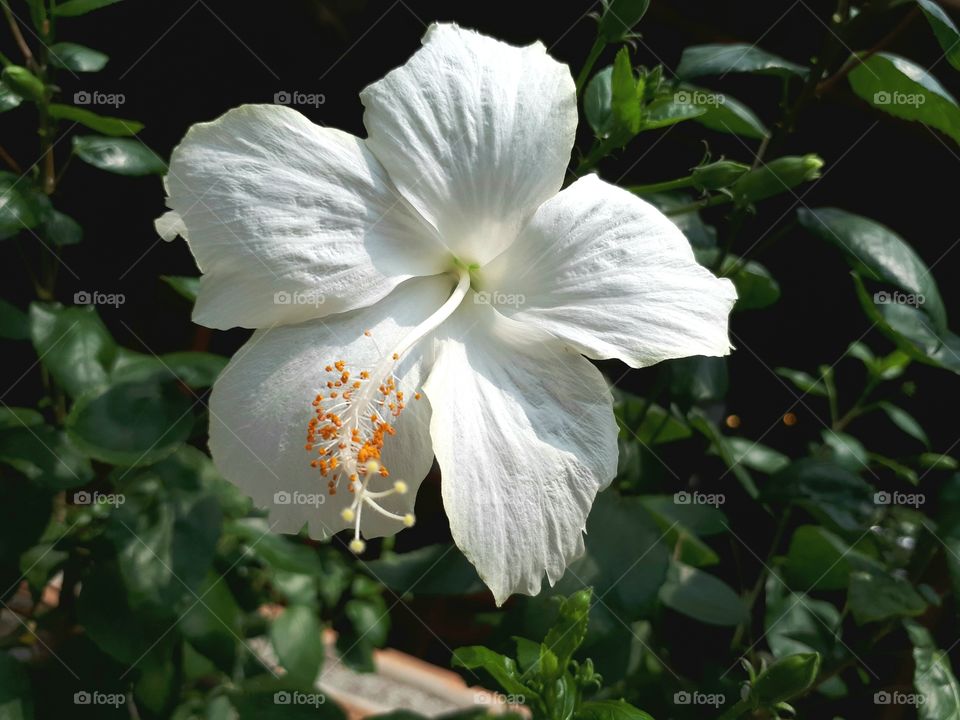 White hibiscus green leaves