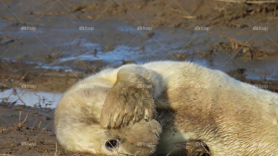 A baby seal on a beach