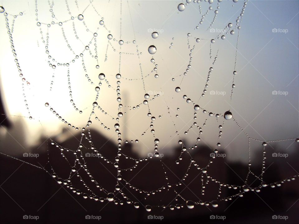 dew on the web