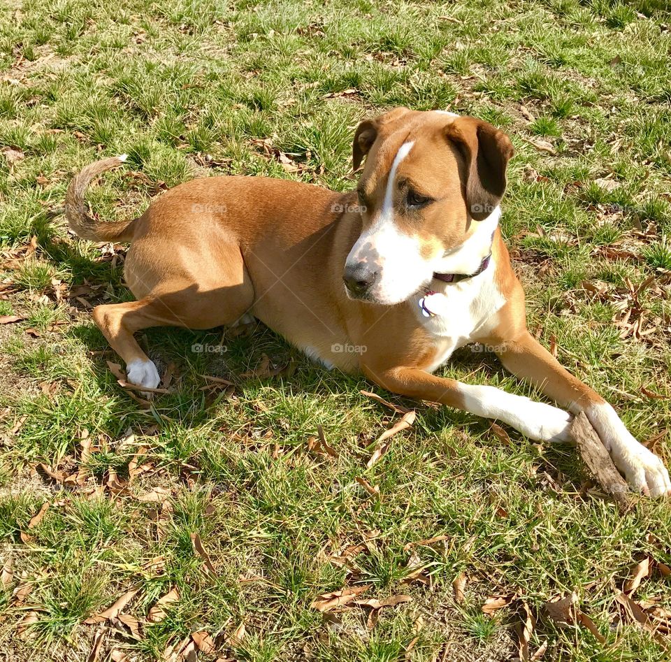 Dog Sitting on Grass