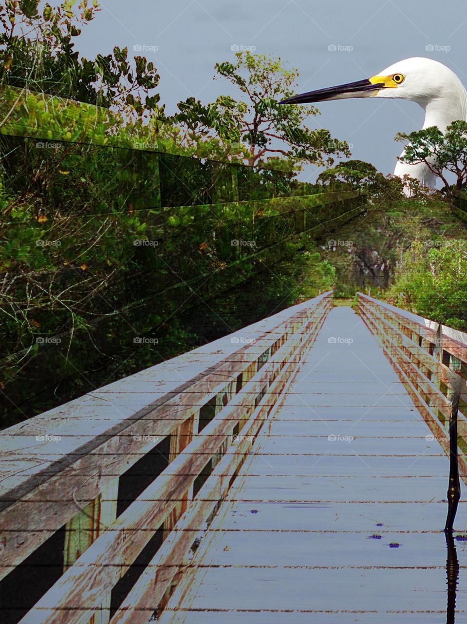 Forest boardwalk with giant white Egret.