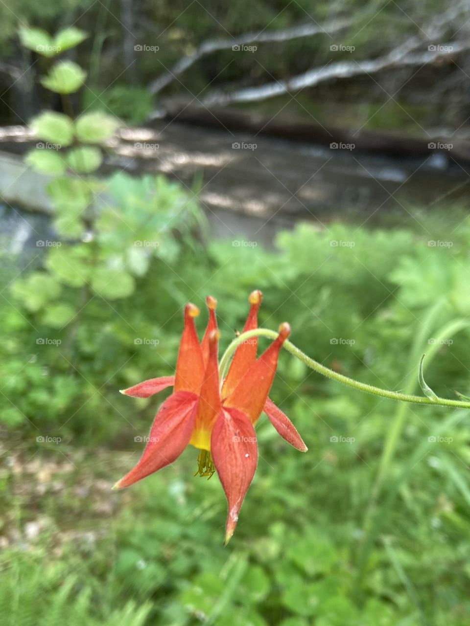 Red flower in forest.