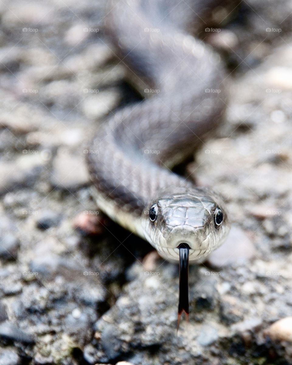 Black snake with tongue out 