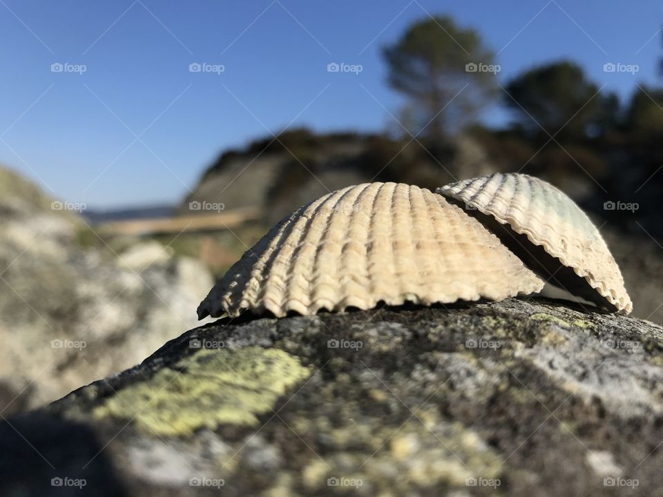 Shells on a rock with landscape behind. Yellow shells on a grey rock.
