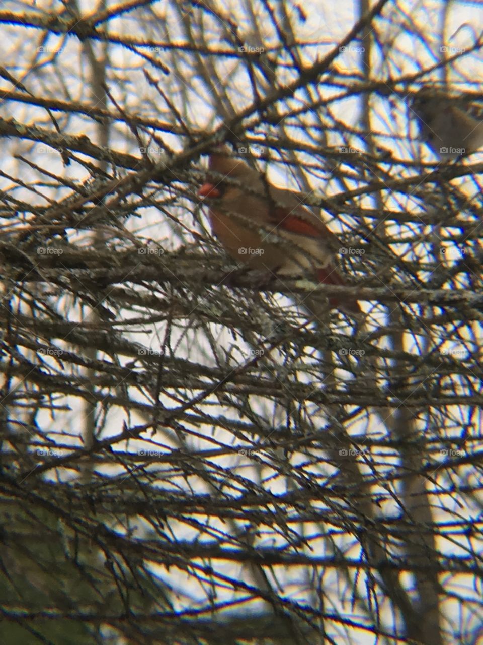 Lady cardinal2