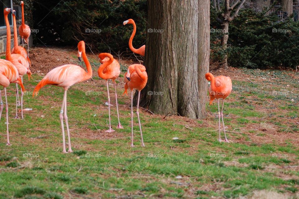 Flamingos . Flamingos 