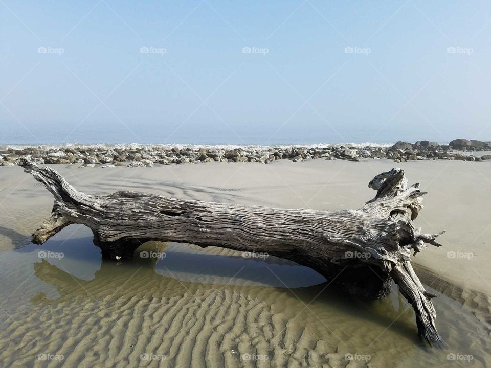 driftwood