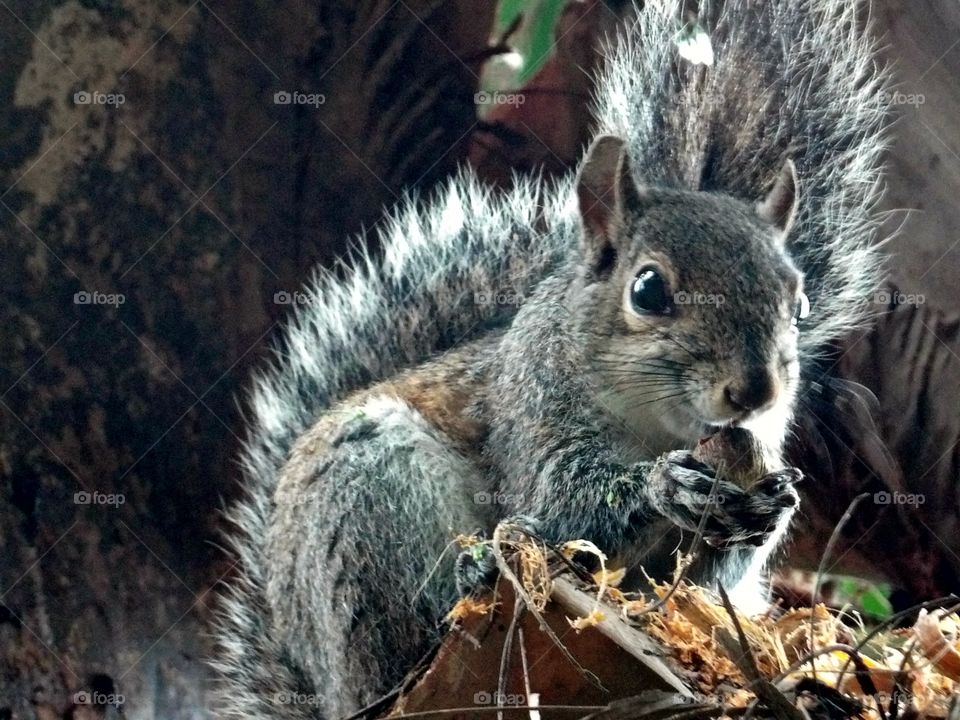 cute squirrel
