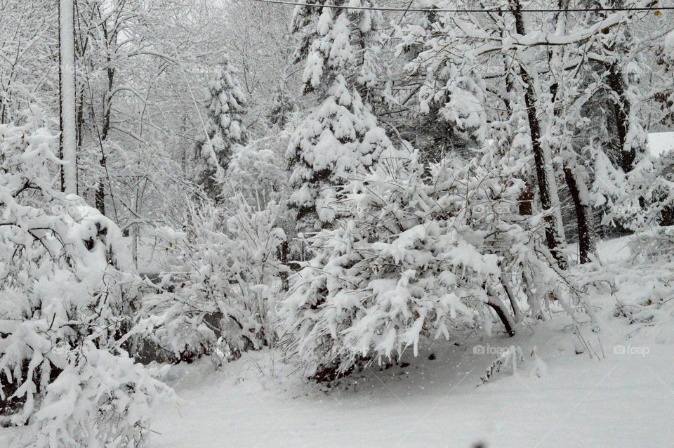 Snow on branches