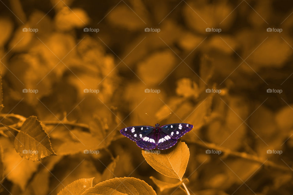 Butterfly on the leave 